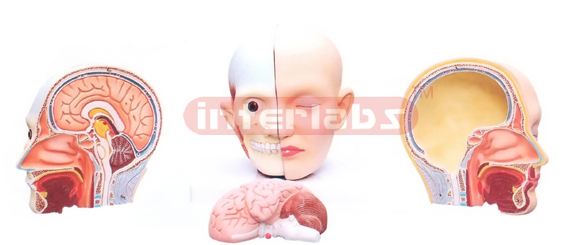 HUMAN HEAD WITH NECK, 4 PARTS